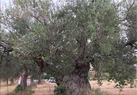 Nasce il distretto dell’olio extra vergine bio del Molise