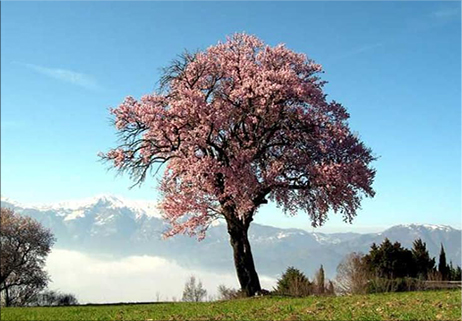 A Macchiagodena è primavera…da tempo