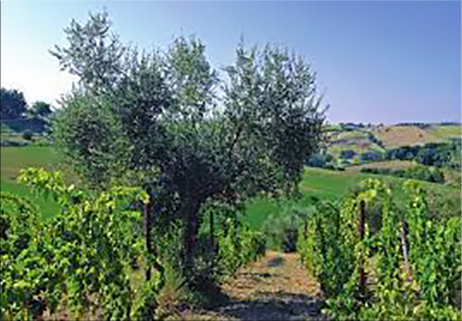 Biodiversità, territorio, domani