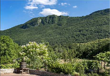 Dalla boscaglia al bosco