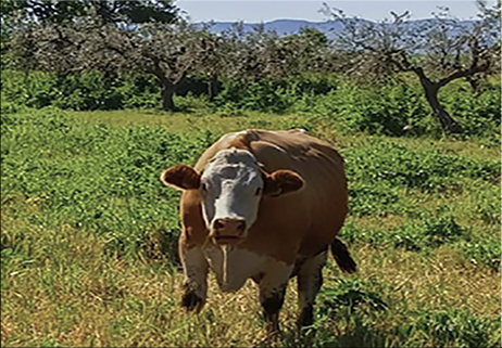 Pascolo: paesaggio naturale o antropico?